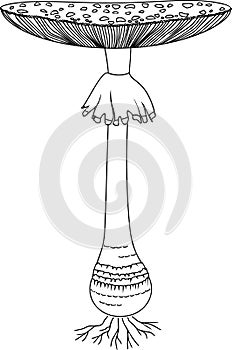 Coloring page with Fly agaric (Amanita muscaria) mushroom isolated on white